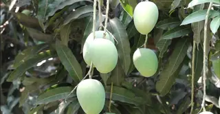 চাঁপাইনবাবগঞ্জে থাকছে না ‘ম্যাংগো ক্যালেন্ডার’
